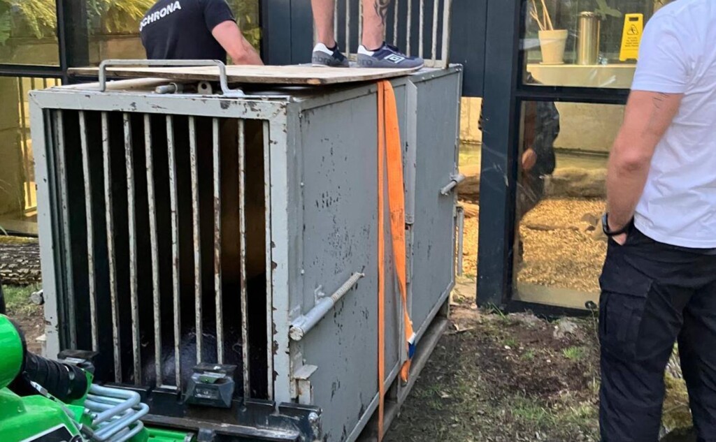 Krakowskie ZOO ma nowego mieszkańca. Przyjechał do nas z Węgier
