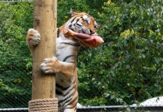"Karmienie Tygrysów ZOO Kraków"