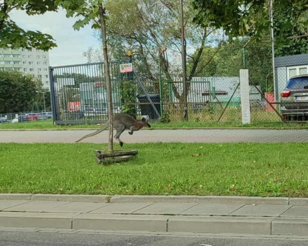 Kangur w Krakowie. Trwa obława na zwierzę