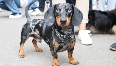 "Marsz Jamników Kraków 2025 zdjęcia"