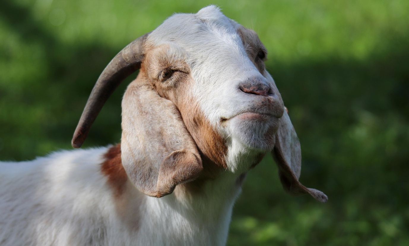 Kozy pojawią się na krakowskich łąkach