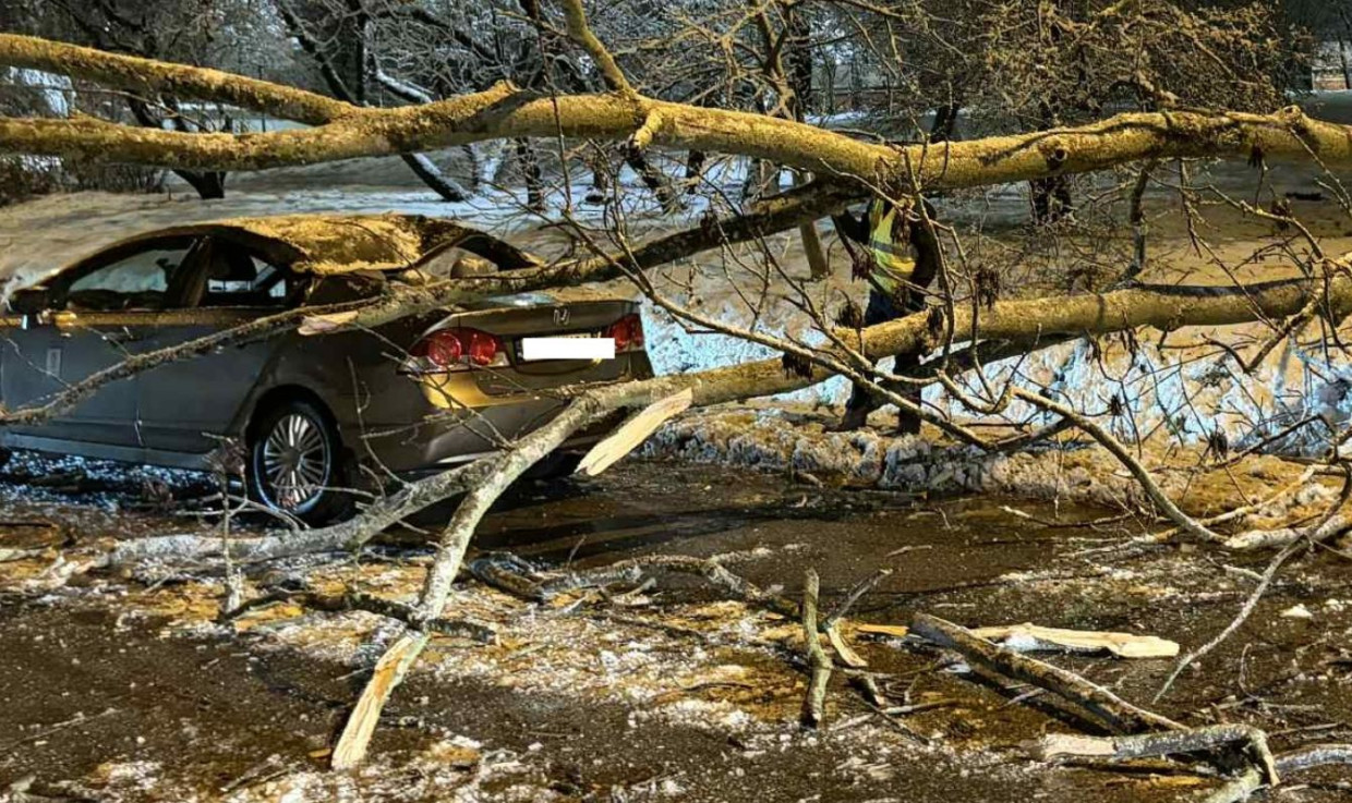 Kraków. Na przejeżdżający samochód spadła duża gałąź