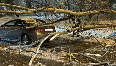 "Drzewo spadło na samochód"