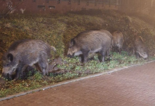 "Dziki w Krakowie przy ulicy Obozowej"