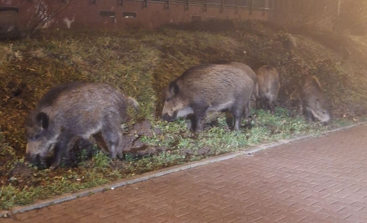Rodzinka dzików na nocnym spacerze po Krakowie [ZDJĘCIA]