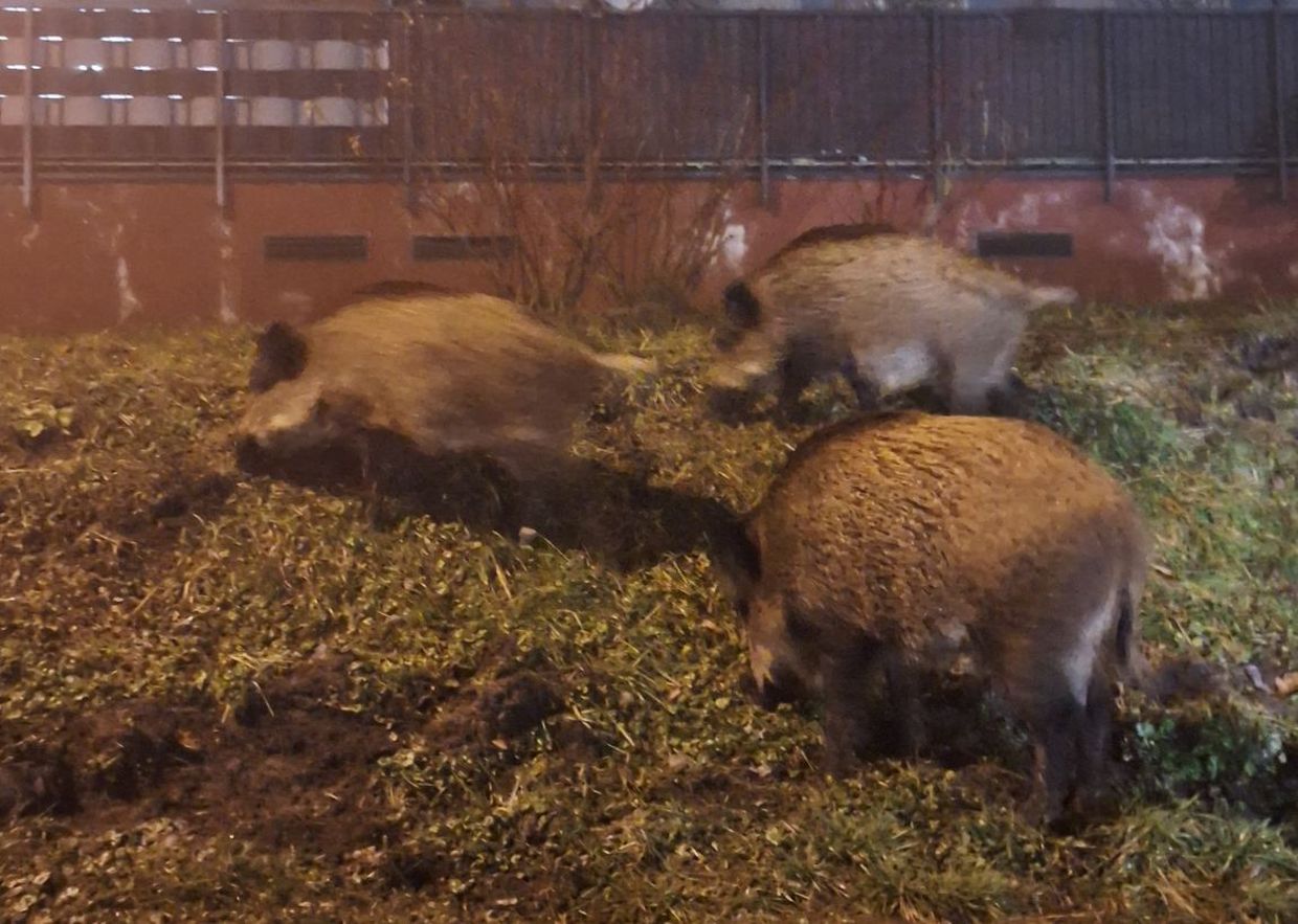 Rodzinka dzików na nocnym spacerze po Krakowie [ZDJĘCIA]