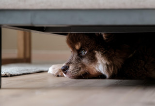 "Przestraszony pies pod kanapą"