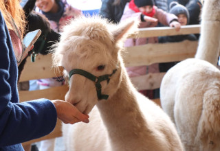 "Żywa szopka na Bociana 8 w Krakowie"