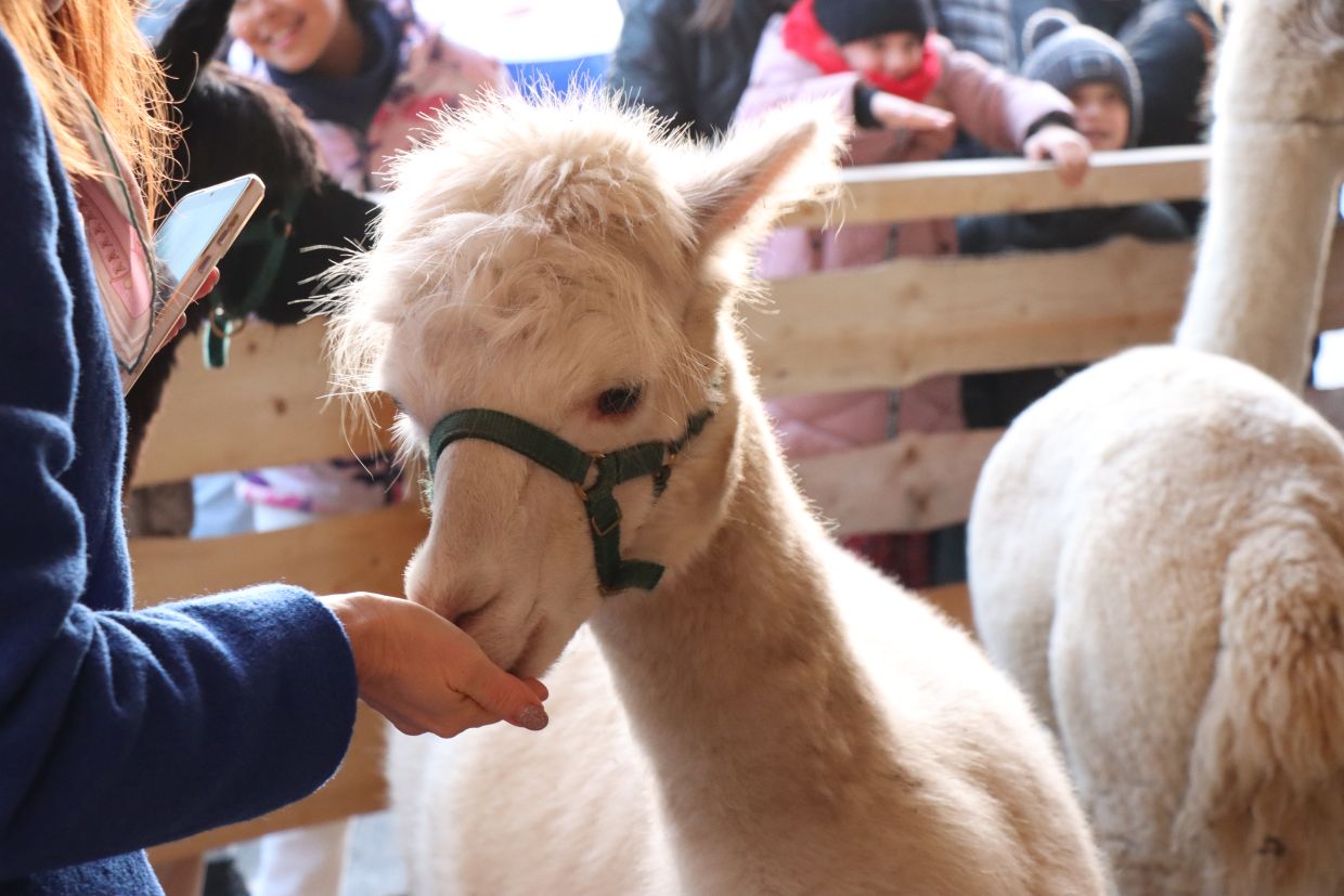 Rodzinna atrakcja na święta. Żywa Szopka przy ul. Bociana 8 już jest [ZDJĘCIA]