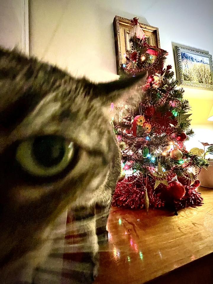 "Choinki naszych czytelników"