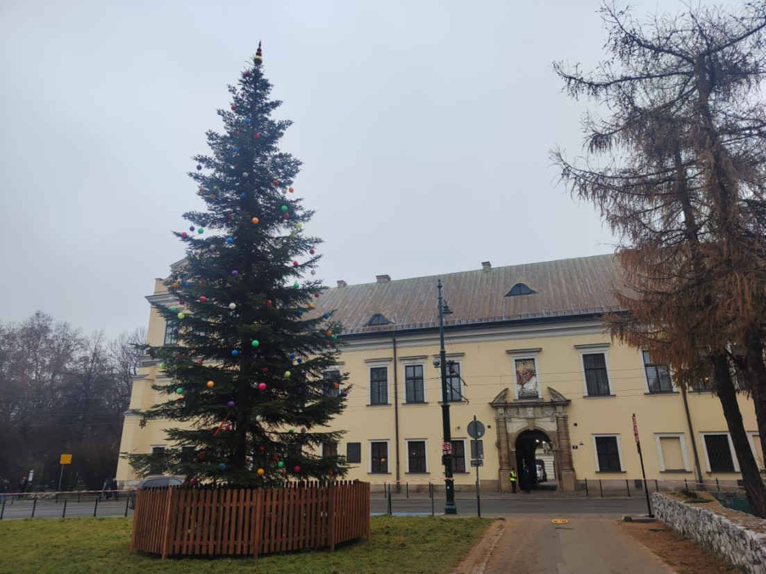 Choinka pod Oknem Papieskim już gotowa. Dziś uroczyste rozświetlenie