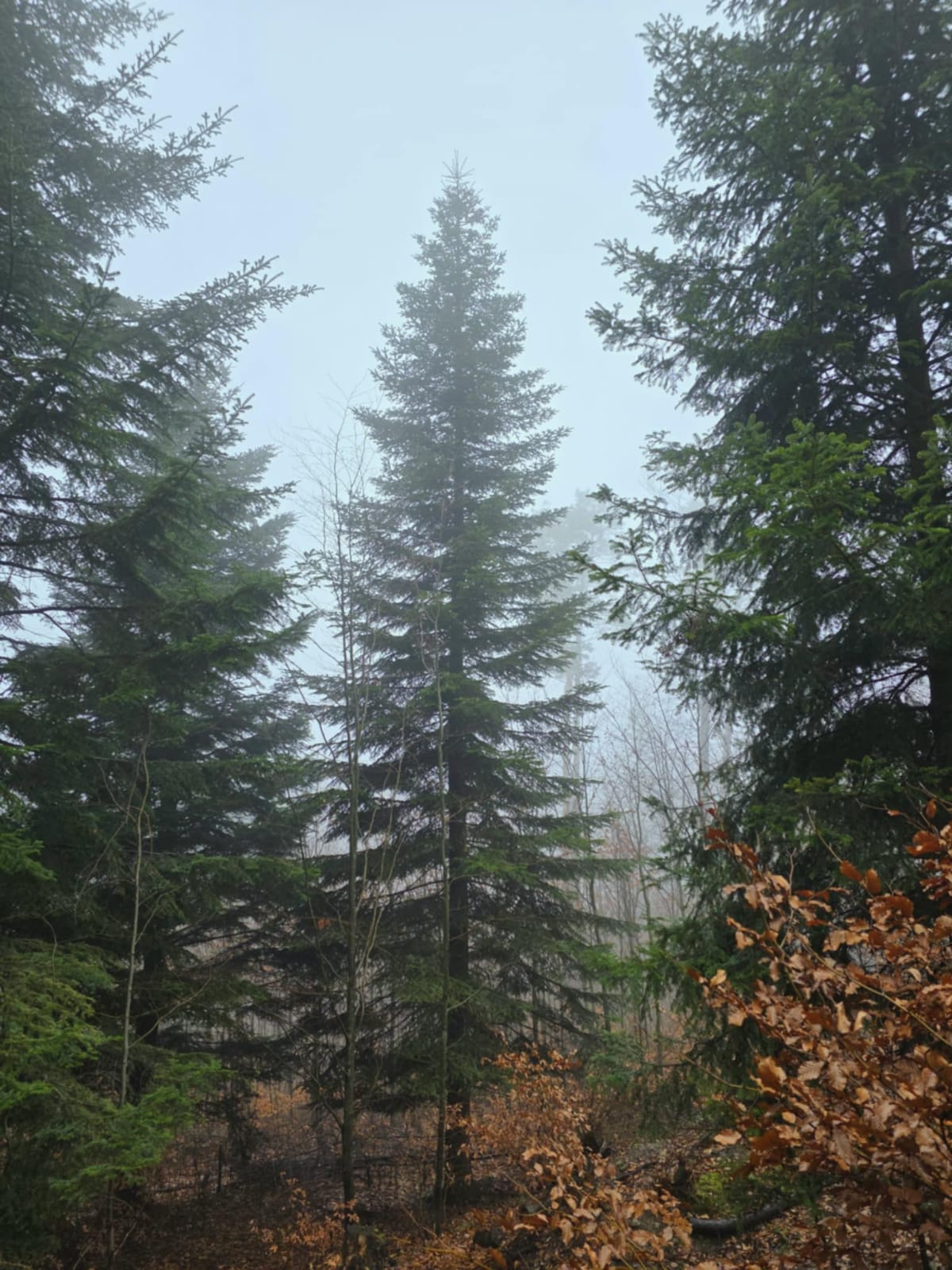 37-letnia jodła zostanie ścięta w Małopolsce. niedługo stanie pod Oknem Papieskim