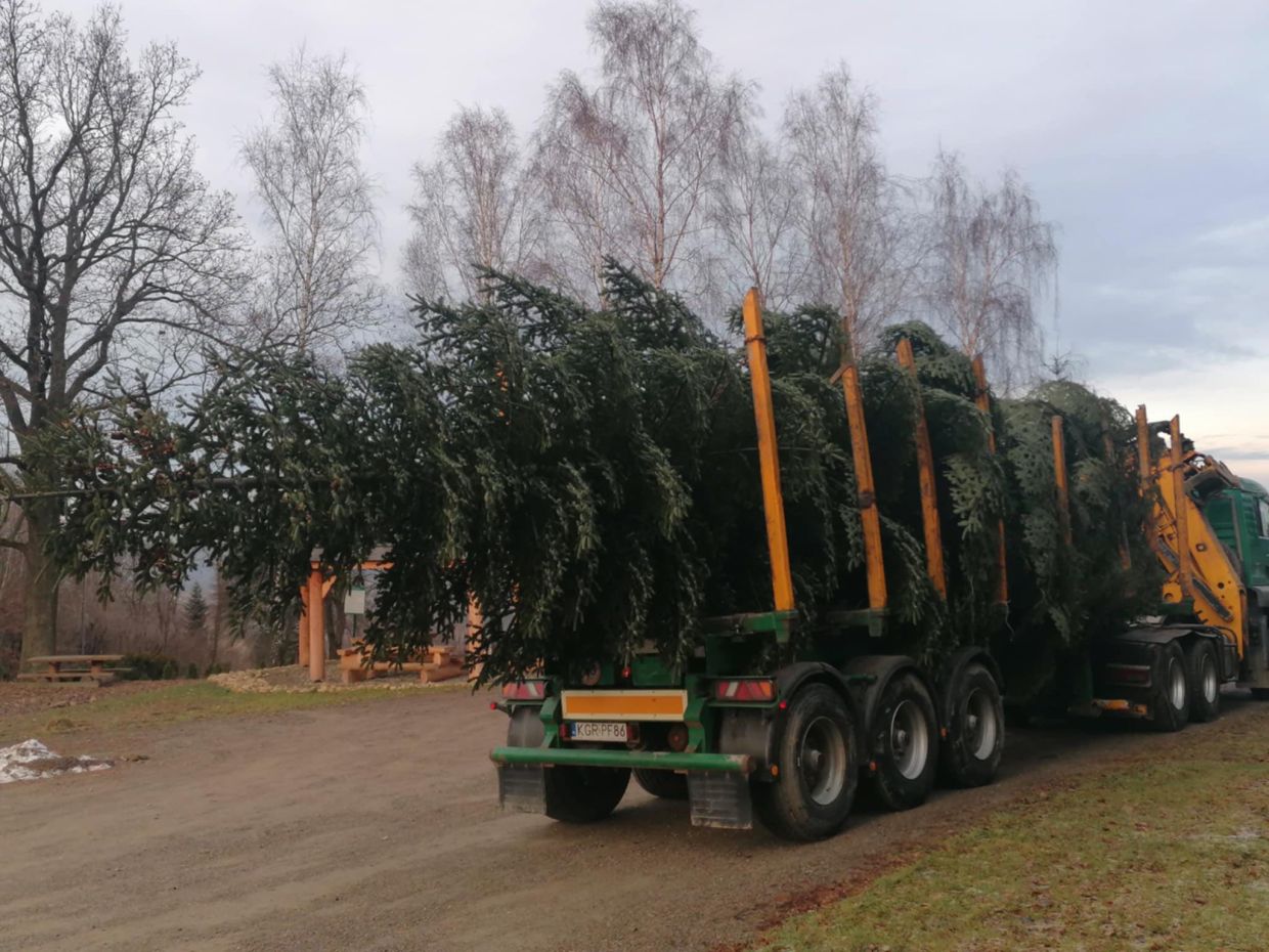 Świąteczny Kraków rośnie w siłę. Kolejna ogromna choinka dotarła do miasta