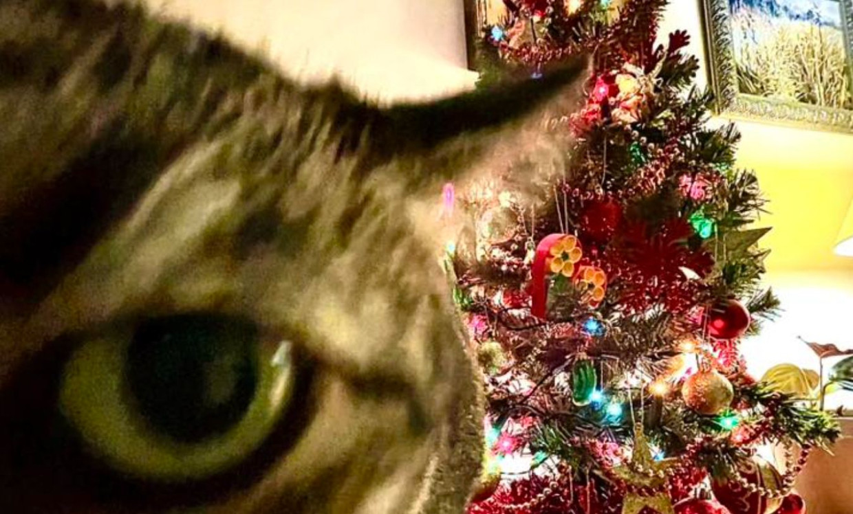 Choinki w domach Czytelników. Fotorelacja pełna świątecznego klimatu