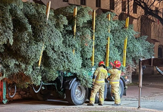 "Choinka pod oknem papieskim"