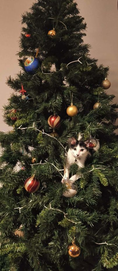 "Choinki od Czytelników"