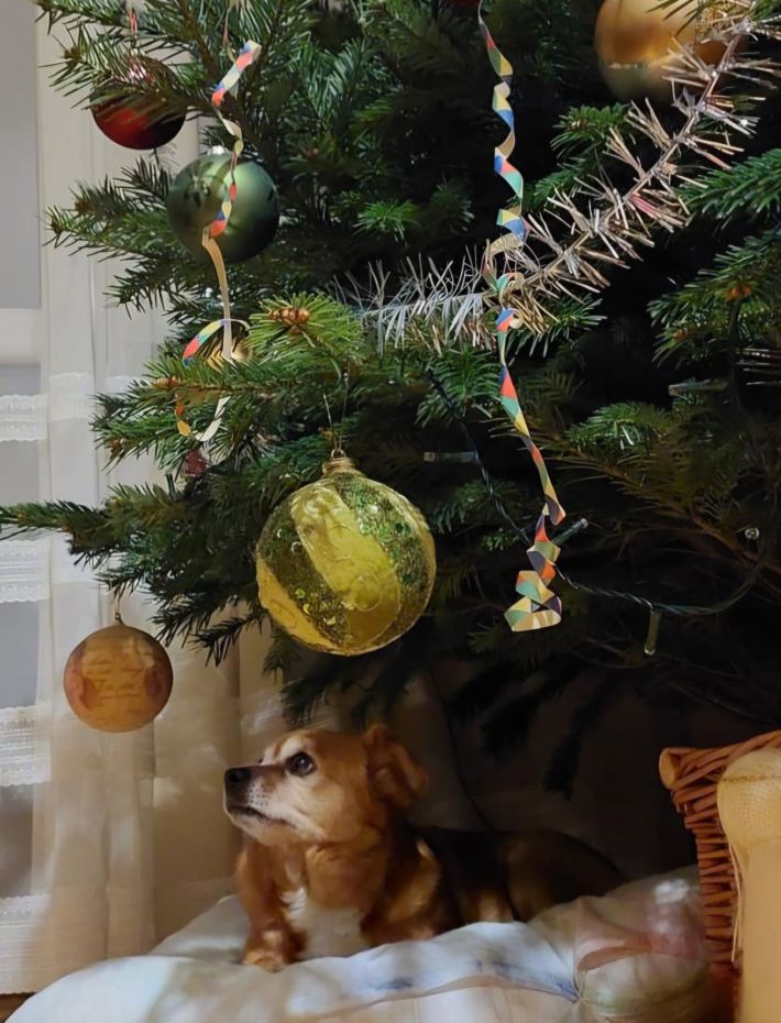 "Choinka Czytelników"