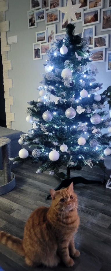 "Choinka Czytelników"