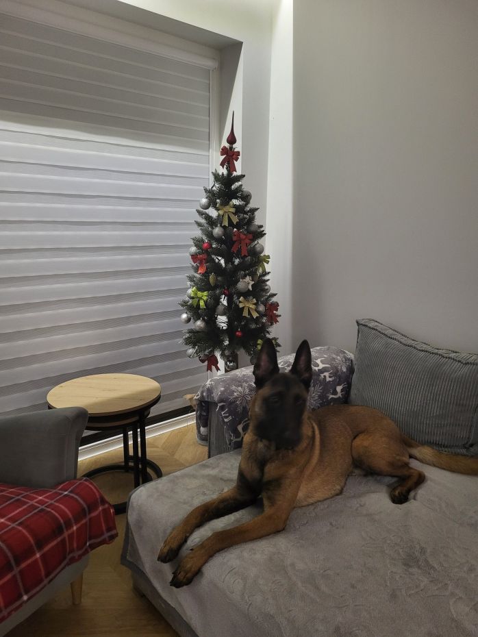 "Choinka Czytelników"