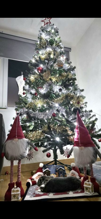 "Choinka Czytelników"