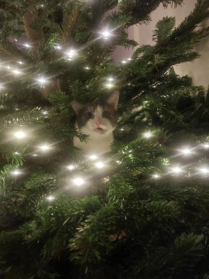 "Choinki od Czytelników"