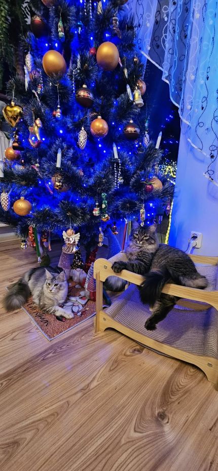 "Choinka Czytelników"