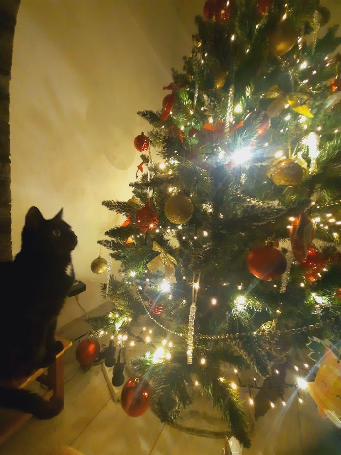 "Choinka Czytelników"