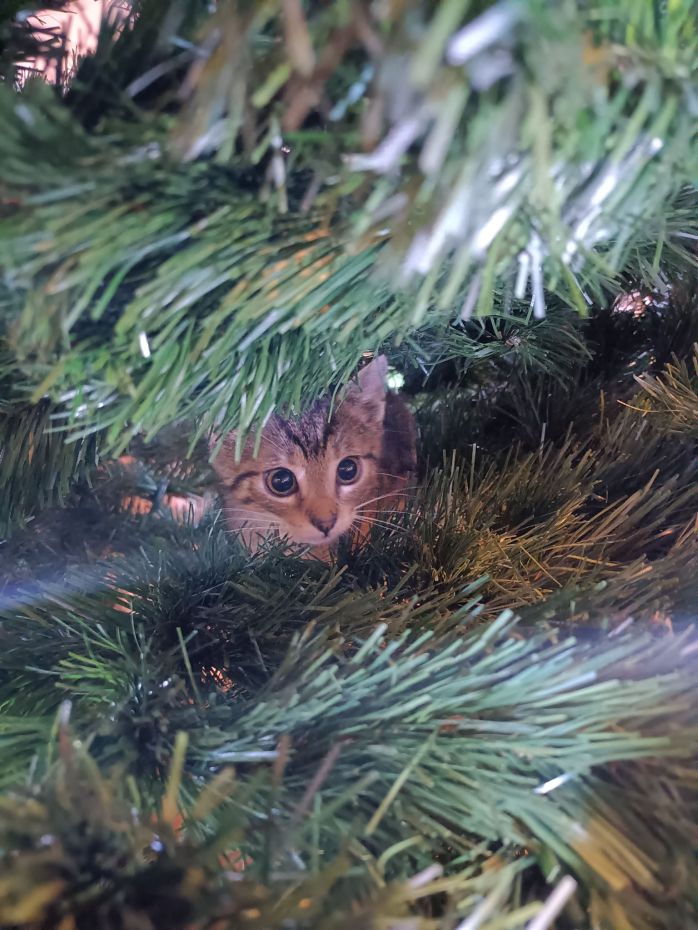 "Choinki od Czytelników"