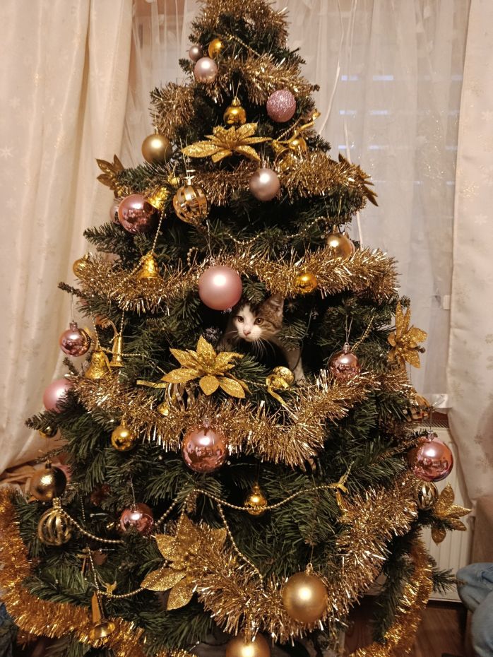 "Choinka Czytelników"