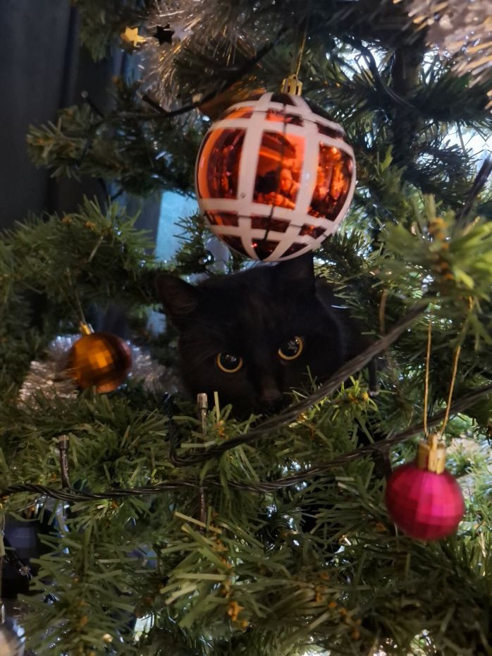 "Choinki od Czytelników"