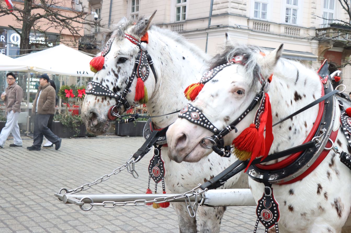 Uroczyste zapalenie choinki wstrzyma ruch dorożek