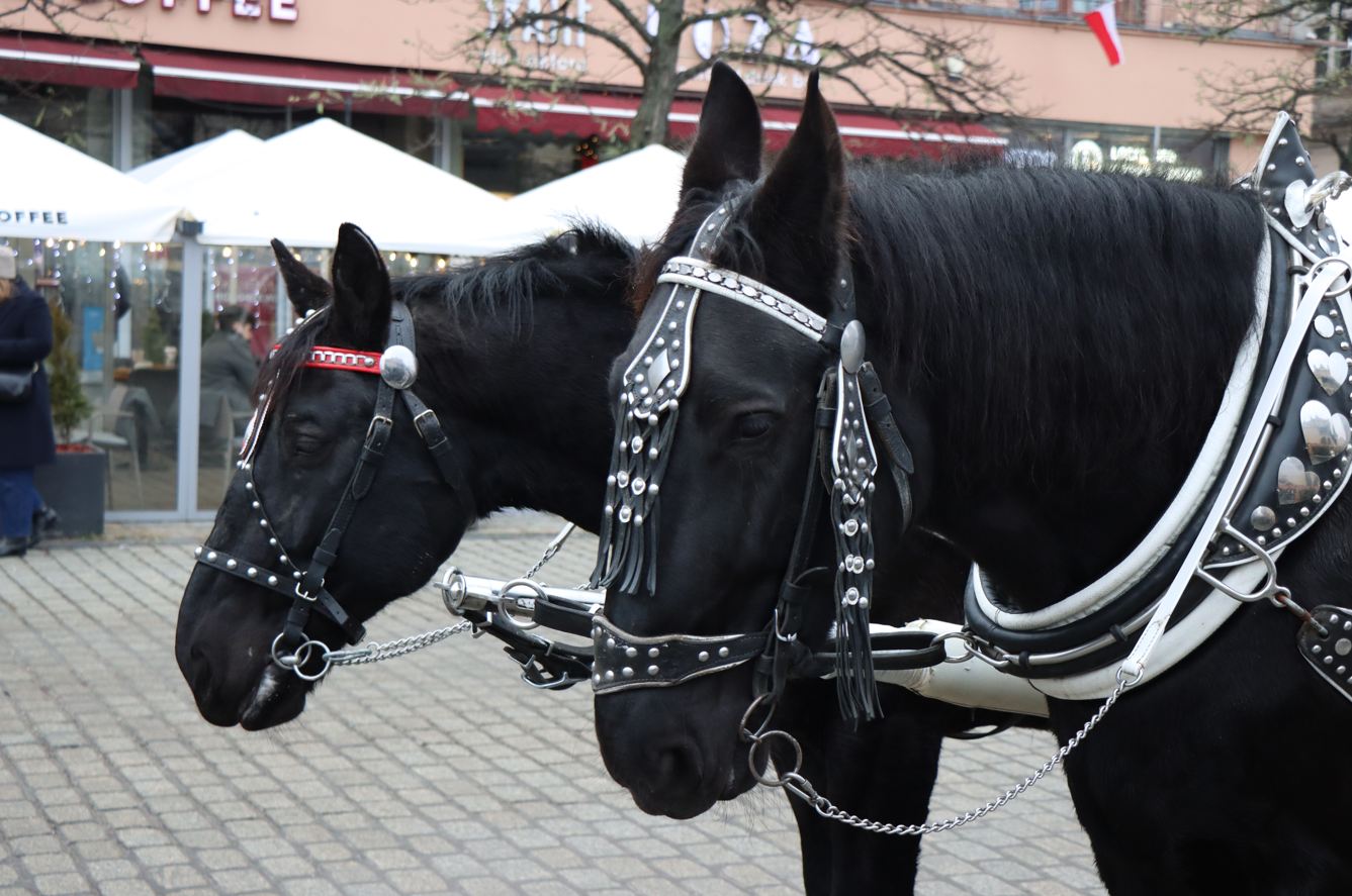 Dorożki chwilowo znikną z Rynku Głównego. Miasto przygotowuje się do wydarzenia