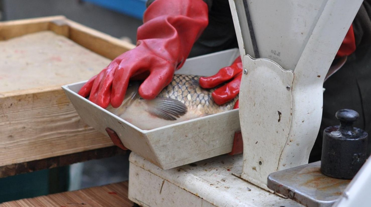 Przedświąteczne kontrole ryb na krakowskich targowiskach