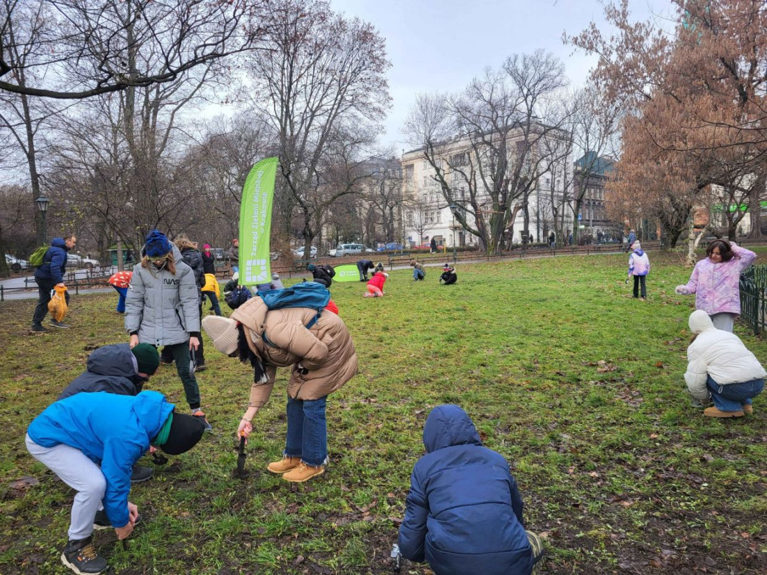 Kraków coraz bardziej zielony. Nowe nasadzenia i krokusy