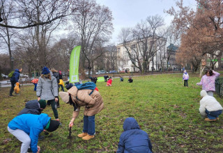 "Sadzenie krokusów na Plantach"