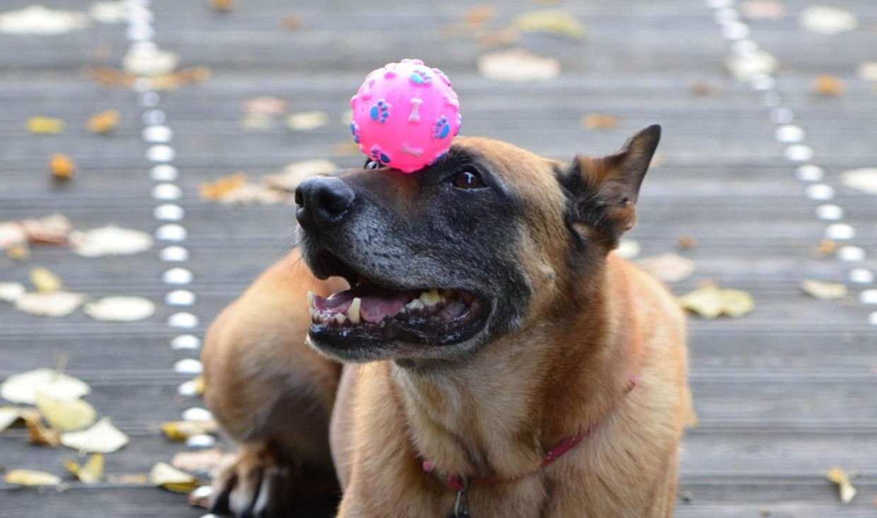 Kraków. W niedzielę odbędzie się „Psi Mam Talent”