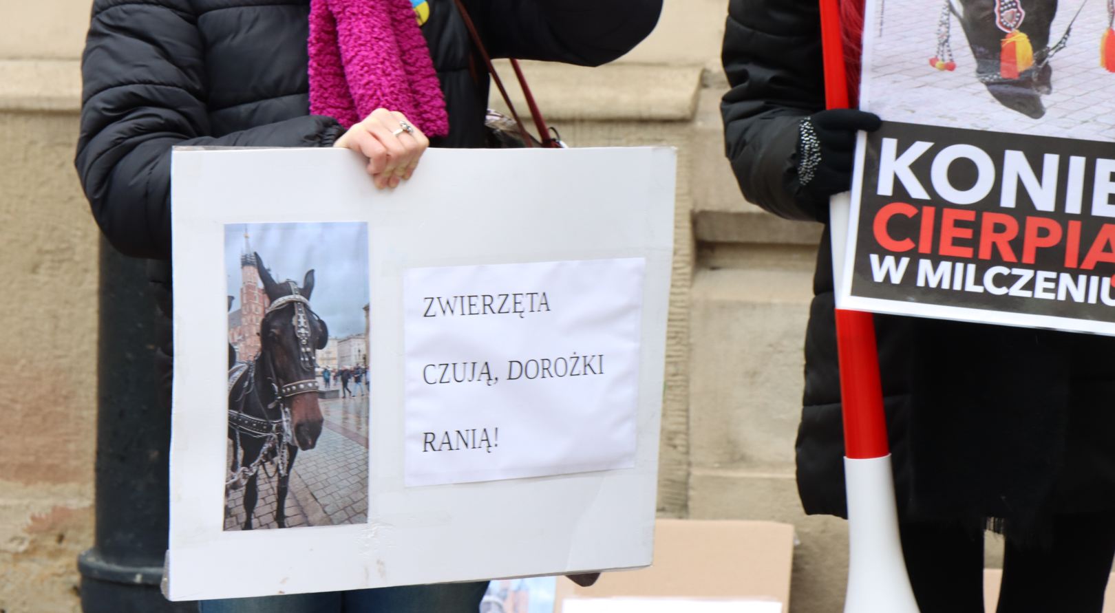 Hałas, którego nie dało się zignorować. Pod magistratem zawrzało w sprawie koni [ZDJĘCIA]