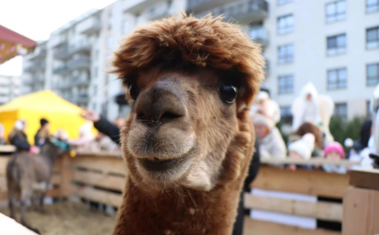 Ten weekend w Krakowie zapowiada się niezwykle. Oto wydarzenia, których nie możesz przegapić