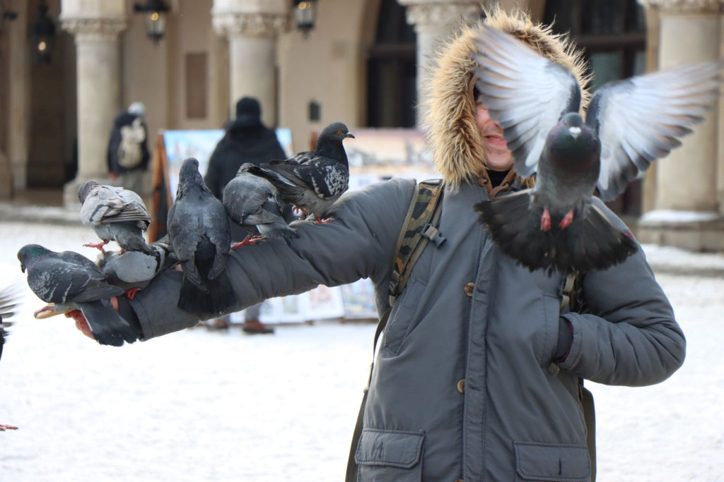 Kraków w obiektywie. Tak mroźne dni spędzają najsłynniejsi mieszkańcy Rynku [ZDJĘCIA]