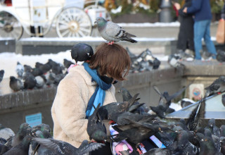 "Gołębie na Rynku w Krakowie"