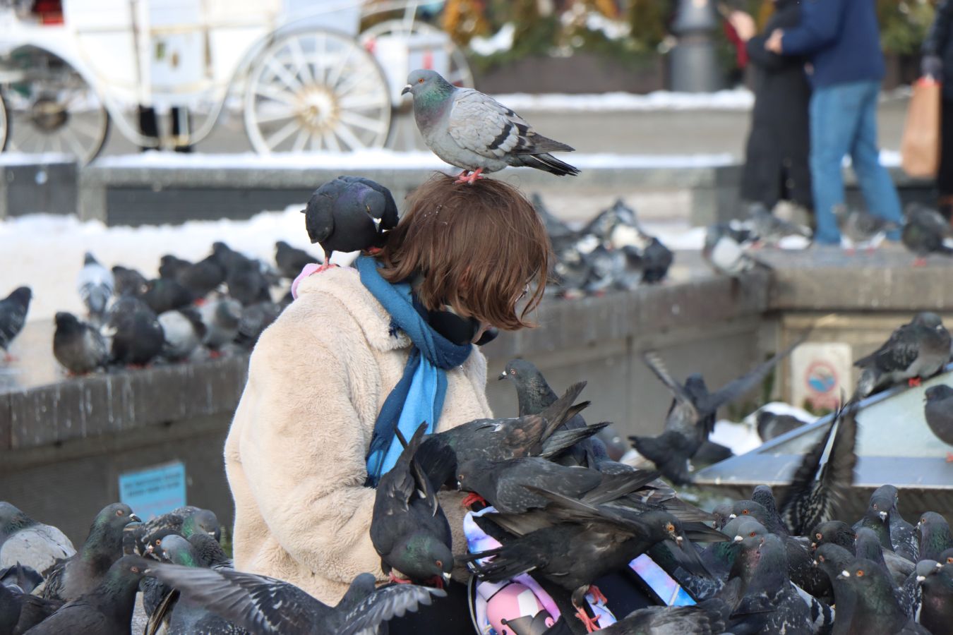 Kraków wprowadza antykoncepcję dla gołębi