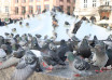"Gołębie na Rynku w Krakowie"