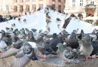 "Gołębie na Rynku w Krakowie"