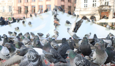 "Gołębie na Rynku w Krakowie"