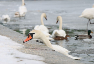"łabędzie nad Wisłą w Krakowie"