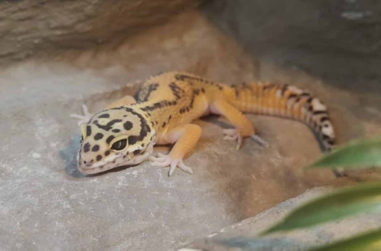 Do krakowskiego okna życia dla zwierząt trafił gekon
