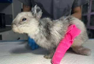 "Skatowany królik Kraków"