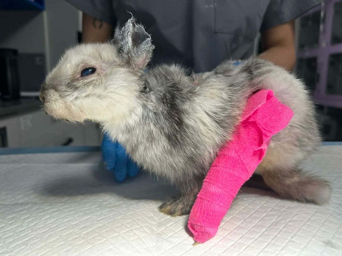 Drastyczne odkrycie w Krakowie. „To musiał zrobić potwór”