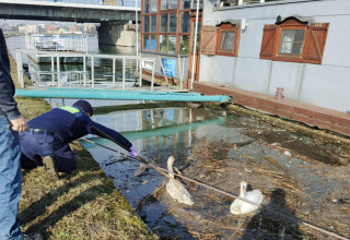 "Akcja ratunkowa łabędzie"
