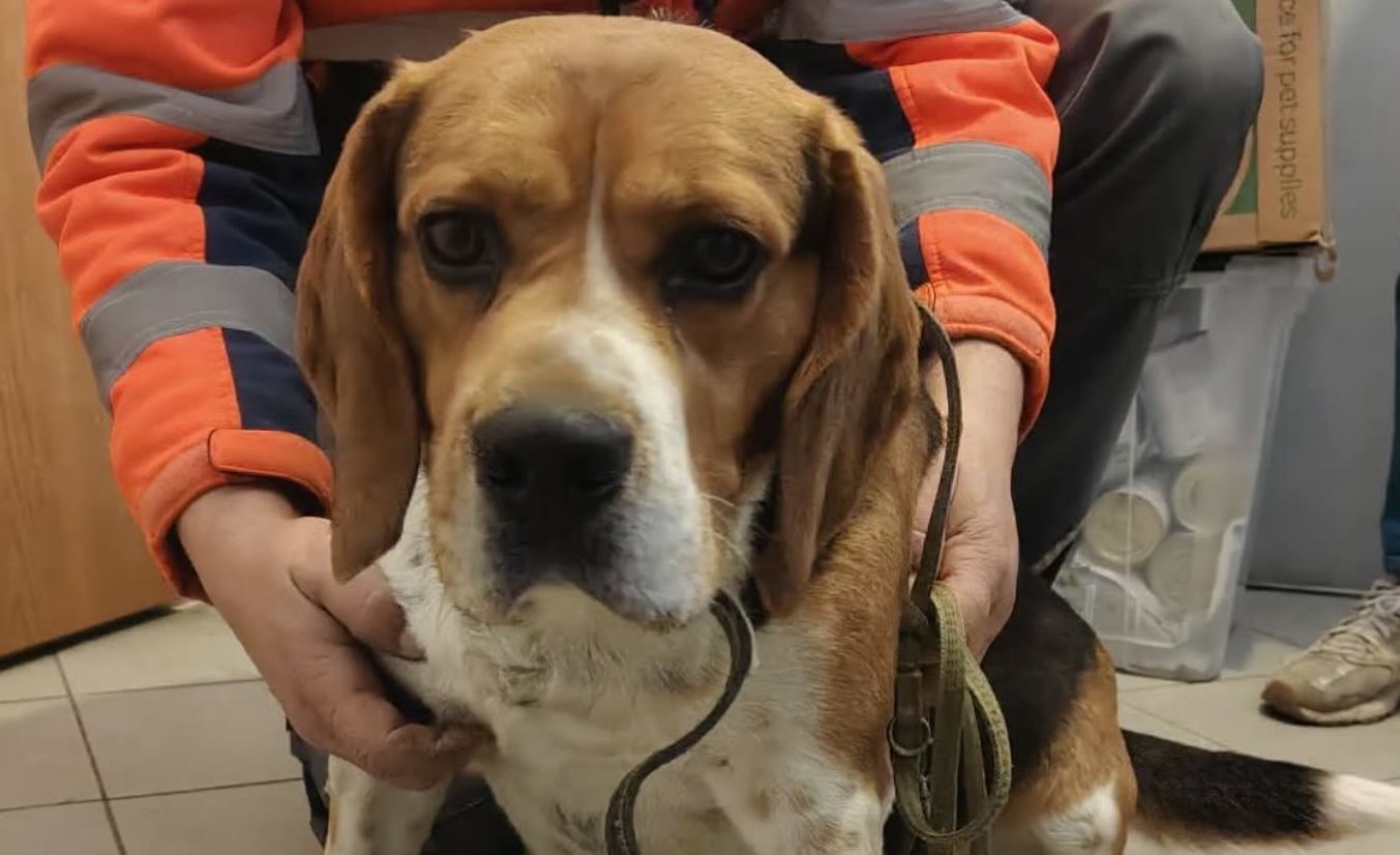 Piesek trafił do okna życia. Powód oddania łamie serce